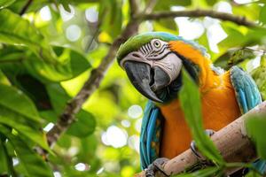 A playful parrot perched on a branch looks at the camera. photo