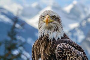 A majestic eagle with piercing eyes stares into the camera. photo