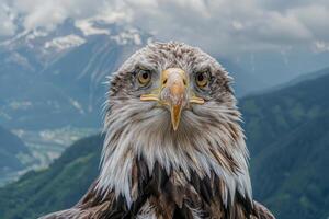 A majestic eagle with piercing eyes stares into the camera. photo