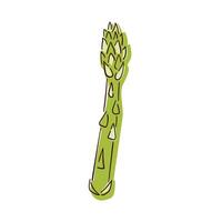 Asparagus green sprout icon in line art style. Vegetable, cooking ingredient. illustration isolated on a white background. vector