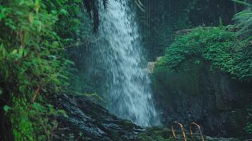 Tranquil Waterfall in Lush Greenery video