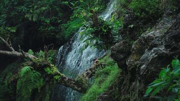 Serene Waterfall in Lush Greenery video