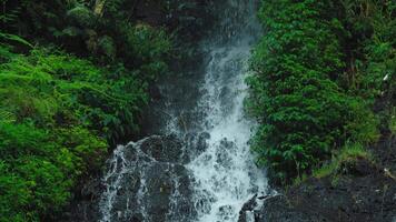 Serene Waterfall in Lush Greenery video