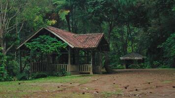 Rustic Gazebos in a Serene Forest video