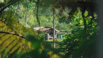 Tranquil Rustic Cabin in Lush Greenery video
