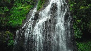 Serene Waterfall in Lush Greenery video