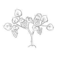 Sketch of grapevine with bunches of grapes. Simple illustration in doodle style vector