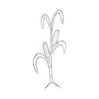 Sketch of corn plant with cobs. Simple illustration in doodle style vector