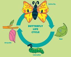 a diagram of a butterfly life cycle with the words butterfly life cycle. vector