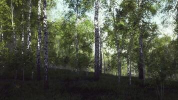 Grove of Trees Painting in Forest video