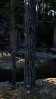 Stream Flowing Through Dense Forest video