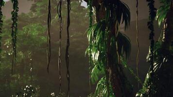 Dense Green Forest With Abundant Trees video