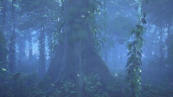 Misty Forest With Dense Trees video