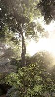 Sun Shining Through Trees in Forest video