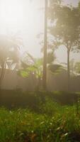 Sun Shining Through Trees and Grass video