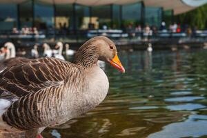 Goose by Pond with Modern Building and People in London Park, UK photo