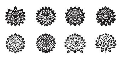 chrysanthemum, flowers set. Icon set. It was a flowering ornamental plants bundle. Botanical illustration for a label, flower shop, mobile app, design. Linear style, editable stroke vector