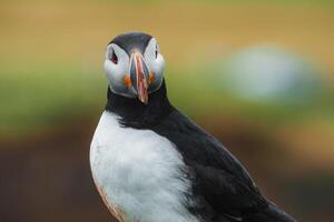 Close-Up of an Atlantic Puffin with Colorful Beak in Icelandic Habitat photo