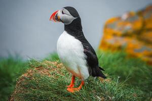 Atlantic Puffin on Grassy Cliff with Ocean and Mossy Rock Background in Iceland photo