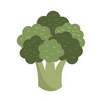 Fresh organic broccoli on white background vector