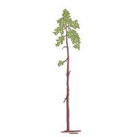 Colored simple illustration of a mast pine tree. vector