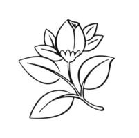 linear outline of tulip, illustration vector