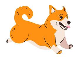 Corgi dog isolated on white background. Illustration of a playful corgi with its characteristic short legs and fluffy tail vector