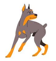 Illustration of a protective doberman with its characteristic sleek fur and muscular body. vector