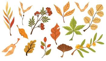 Autumn foliage hand drawn illustrations set. Different trees dried leafage and berries isolated on white background. Fall season forest flora. Maple, oak, rowan and chestnut leaves composition. vector
