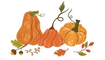 Autumn pumpkin, butternut squash and gourd of different shapes and sizes. Seasonal fall harvest. Halloween orange and yellow vegetables. Colored flat illustration isolated on white background vector