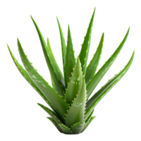 Aloe Vera isolated on transparent background png