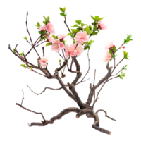 Branching spring centerpiece isolated on transparent background png