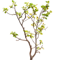 Branching spring centerpiece isolated on transparent background png