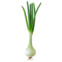 A green onion with a green stem isolated against a transparent background png