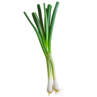 A green onion with a green stem isolated against a transparent background png