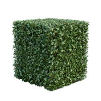 A solitary cube shaped topiary png