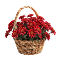 Dahlia pinnata Plant in a Basket on Transparent Background png