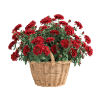 Dahlia pinnata Plant in a Basket on Transparent Background png