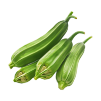 Zucchini Summer squash on Transparent Background png