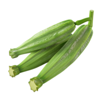 Zucchini Summer squash on Transparent Background png