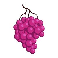 Bunch of juicy grapes. Cartoon flat illustration of ripe berries vector