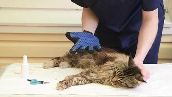The veterinarian combs the Maine Coon cat with gloves, provides grooming and regular care for purebred pets, provides first aid, and removes parasites, fleas and ticks. video