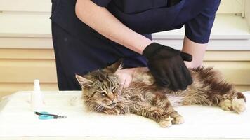 The veterinarian combs the Maine Coon cat with gloves, provides grooming and regular care for purebred pets, provides first aid, and removes parasites, fleas and ticks. video