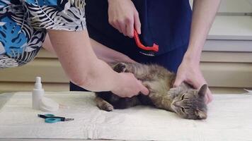 veterinarian combs a gray stray kitten, provides him with first aid, gets rid of parasites, fleas, ticks, a volunteer assistant helps him by turning the kitten over, video