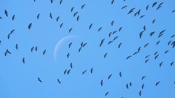 A flock of stork birds soaring in the blue sky, the moon in the background video
