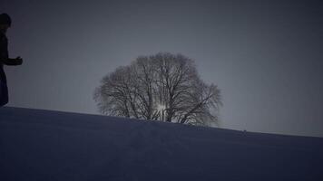A Solitary Tree on a Snowy Hill at Dusk creates a tranquil scene of isolation and serenity video