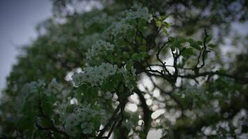 The stunning tree branches are in full bloom, illuminated by the warm spring sunlight video
