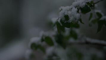 SnowCovered Branches in the Forest with a Focus on the Green Leaves, Creating a Winter Scene video