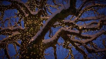 A magical scene of a snowcovered tree adorned with twinkling lights glows beautifully at night video