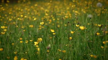 A meadow with yellow flowers blooming on a sunny spring day, creating a serene countryside scene video